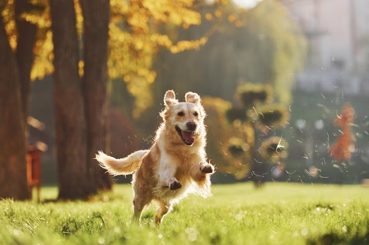 foto-movimiento-corriendo-hermoso-perro-golden-retriever-tiene-paseo-al-aire-libre-parque_146671-504
